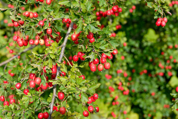 Red fruit of Crataegus monogyna, known as hawthorn or single-seeded hawthorn. Branch with Hawthorn berries in garden.