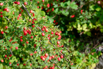 Red fruit of Crataegus monogyna, known as hawthorn or single-seeded hawthorn. Branch with Hawthorn berries in garden.