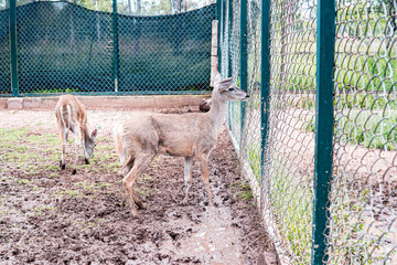 High quality photography. Two deer locked in zoo looking out to nature. Small deer in the grass.