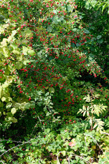 Red fruit of Crataegus monogyna,Reduce CO2.Sustainable Eco-friendly carbon dioxide Environment...