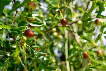 Jujube fruits on a tree on a background of green leaves selective focus
