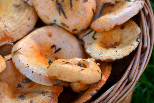 Close-up of a wicker basket full of red pine mushroom also known as saffron milk cap