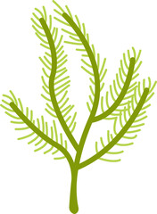 Seaweeds Sea Plant. Vector illustration