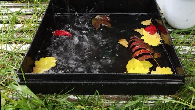 Big raindrops fall into a blck container with water and autumn leaves