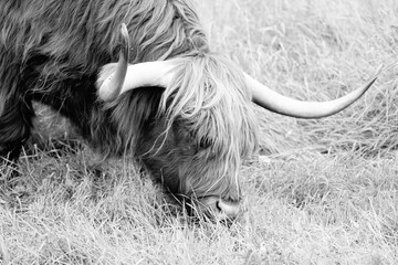 Highland cattle