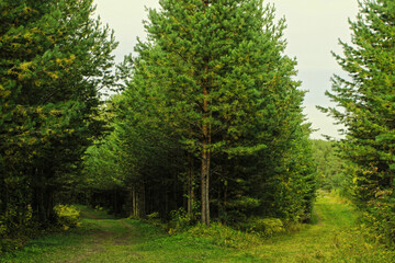 Large coniferous trees in the forest. Beauty of nature. Forest background