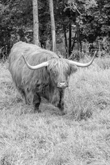 Highland cattle