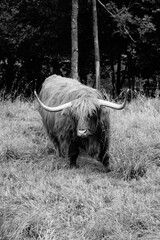 Highland cattle