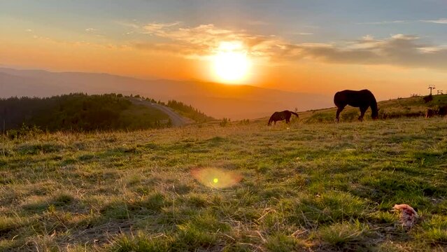 A general shot of the silhouette of brown horses grazing in the meadow in the rays of the setting yellow sun against the background of the mountains, the animals are in the right corner of the frame.
