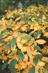 Beautiful autumn plants of green and yellow colors close-up.