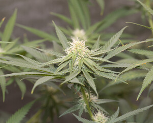marijuana, pot, weed, dank, grow tent, medical marijuana, cannabis, macro, home grown, medical cannabis, terp
