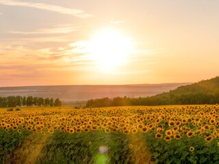 A field of sunflowers at sunset, the rays of the sun are shining