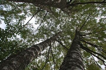 Fototapeta premium Long branches of tall trees. Autumn day. Tall birches grow next to each other. Their long curved black branches with green leaves sway in the wind.