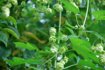 Fototapeta na wymiar Green fruits of hops. The spherical fruits of the plant hang on long thin stems. They are slightly elongated and have several short green petals. There are several seeds on one branch.