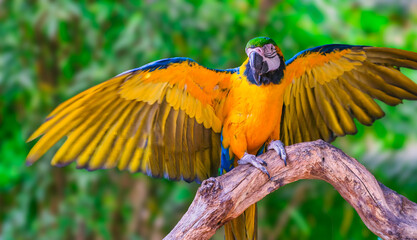 blue-and-yellow macaw with wings open, sitting in a tree branch © Arnold