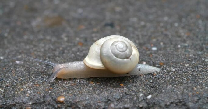 Little white translucent snail with white shell crawls along the wet asphalt after rain. Cinema 4K 60fps Reverse Time video