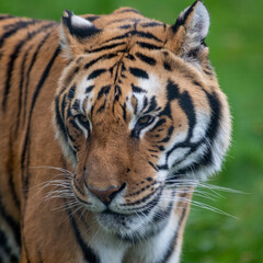 Fototapeta na wymiar Tiger on the prowl