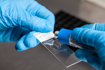 Scientist applying glue to the laboratory slide cover glass. Scientist preparing slides for...