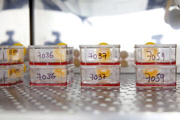 Cell culture flasks with blood samples in the incubator