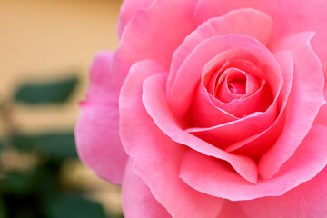 Close-up of a rose flower, dew drops, morning light