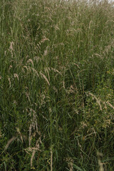 Closeup of green grass field. Abstract summer nature background