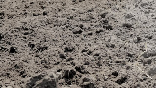 Caucasian woman farmer or gardener cleans weeds in the garden. Early spring preparation for the garden season. Seasonal work. View of female hand hoeing weeds in the garden on a summer day.