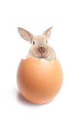 Cute little white rabbit. The rabbit is a symbol of the Easter holiday. Beautiful pet, animal care