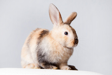 Beautiful pet, animal care. The rabbit is a symbol of the Easter holiday. Cute little white rabbit