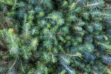 Ate many seedlings. Photo from above. Closeup with selective focus.