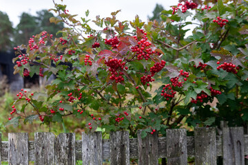  Bunch of red viburnum berries on  branch.