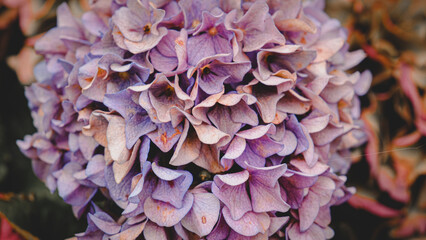 Purple flower Seasonal