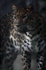 Fototapeta na wymiar close-up portrait of jaguar against dark background