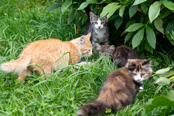 Adorable, cute, red, brown, gray, black tricolor fluffy cats walking and playing, hunting from ambush in grass in garden