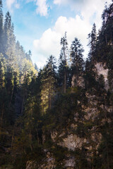 gorge of cetatile ponorului, romania. coniferous trees on the rock above the cave. discover apuseni mountains of bihor country