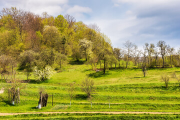 Fototapeta premium carpathian rural landscape in spring. orchard on the hill near the forest. warm sunny weather