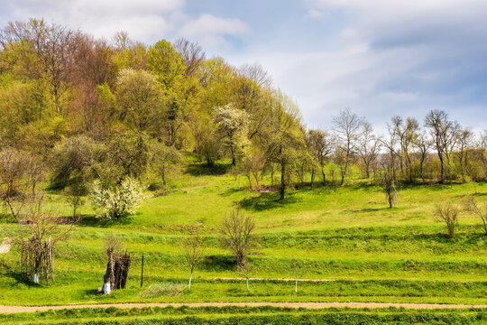 carpathian rural landscape in spring. orchard on the hill near the forest. warm sunny weather