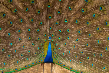 Close-up abstract of a peacock dancing at Ranthambhore National Park, India