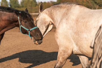 Fototapeta premium two beautiful cuddling horses in the autumn time, animal love, white and brown funny horses on a farm