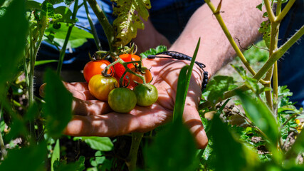 Tiny tomatoes in a hand