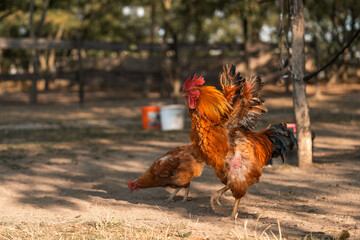 funny red rooster trying to fly, vertical image, countryside, flying cock on the farm streches its...