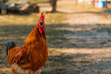 colorful singing rooster on green nature background. A large red rooster stands in the grass on a sunny day. Portrait of a beautiful colorful cock on a green summer background. © fotomolka