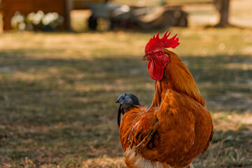 colorful singing rooster on green nature background. A large red rooster stands in the grass on a sunny day. Portrait of a beautiful colorful cock on a green summer background.