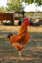 colorful singing rooster on green nature background. A large red rooster stands in the grass on a sunny day. Portrait of a beautiful colorful cock on a green summer background.