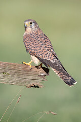 Kestrel (Falco tinnunculus) perched on a fence in farmland