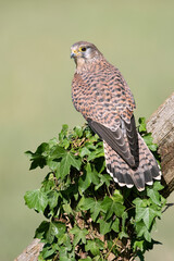 Kestrel (Falco tinnunculus) perched on a fence in farmland
