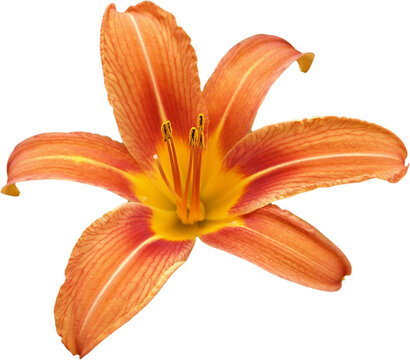 Large orange lily flower