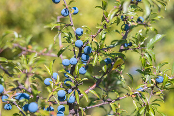 Prunus spinosa fruits commonly blackthorn or sloe. Healthy, full of vitamins and antioxidants. Native plant of Europe and western Asia.