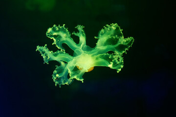 Green jellyfish with an orange color bell