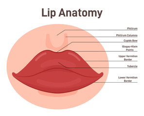 Anatomy of lips. Human mouth external parts with description