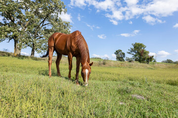 A chestnut horse grazing in a large pasture that has ragweed on a hill with an oak tree and blue...